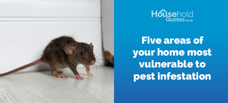 Five areas of your home most vulnerable to pest infestation