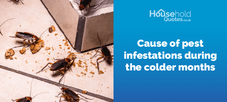 Common reasons for pest infestations during the colder months